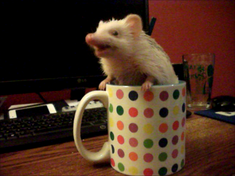 Petunia in a mug